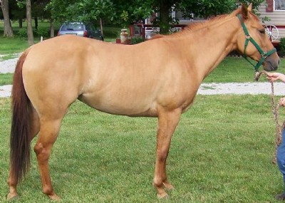 3&nbsp;year old&nbsp;Mare