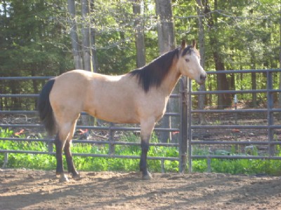 6&nbsp;year old&nbsp;Mare