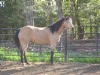 6&nbsp;year old&nbsp;Mare