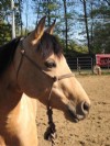 6&nbsp;year old&nbsp;Mare