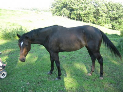 5&nbsp;year old&nbsp;Mare
