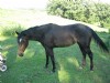 5&nbsp;year old&nbsp;Mare