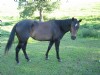 5&nbsp;year old&nbsp;Mare