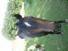 5&nbsp;year old&nbsp;Mare