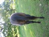5&nbsp;year old&nbsp;Mare