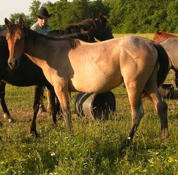 2&nbsp;year old&nbsp;Mare
