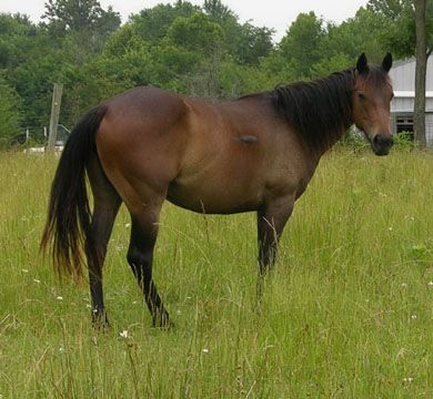 2&nbsp;year old&nbsp;Mare