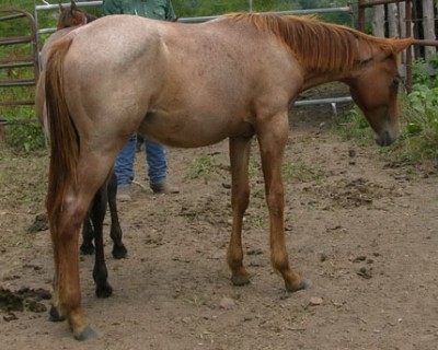 1&nbsp;year old&nbsp;Stallion