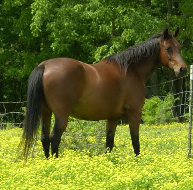 9&nbsp;year old&nbsp;Mare