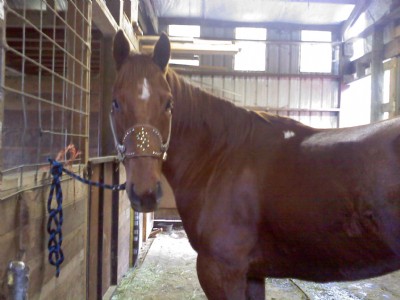 7&nbsp;year old&nbsp;Gelding