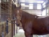 7&nbsp;year old&nbsp;Gelding