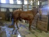 7&nbsp;year old&nbsp;Gelding