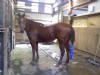 7&nbsp;year old&nbsp;Gelding