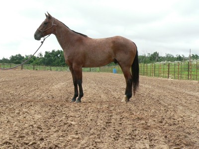5&nbsp;year old&nbsp;Gelding