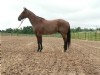5&nbsp;year old&nbsp;Gelding