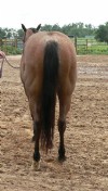 5&nbsp;year old&nbsp;Gelding