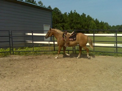 8&nbsp;year old&nbsp;Gelding