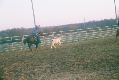 6&nbsp;year old&nbsp;Mare