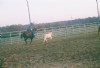 6&nbsp;year old&nbsp;Mare