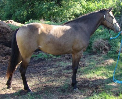 2&nbsp;year old&nbsp;Mare