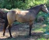 2&nbsp;year old&nbsp;Mare