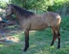 2&nbsp;year old&nbsp;Mare