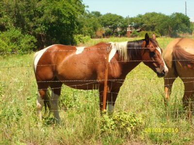 9&nbsp;year old&nbsp;Gelding