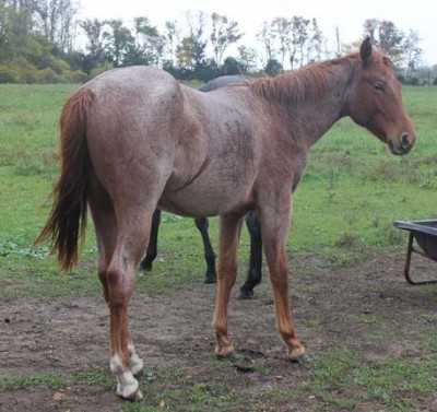 1&nbsp;year old&nbsp;Stallion