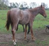 1&nbsp;year old&nbsp;Stallion