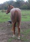 1&nbsp;year old&nbsp;Stallion