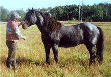 16&nbsp;year old&nbsp;Stallion