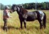16&nbsp;year old&nbsp;Stallion