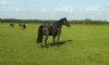 16&nbsp;year old&nbsp;Stallion