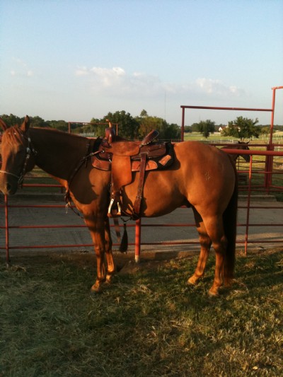 8&nbsp;year old&nbsp;Gelding