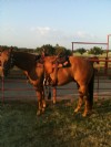 8&nbsp;year old&nbsp;Gelding