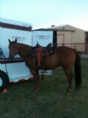 8&nbsp;year old&nbsp;Gelding