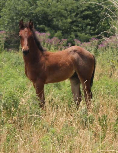 1&nbsp;year old&nbsp;Stallion