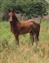 1&nbsp;year old&nbsp;Stallion
