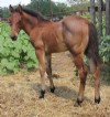 1&nbsp;year old&nbsp;Stallion
