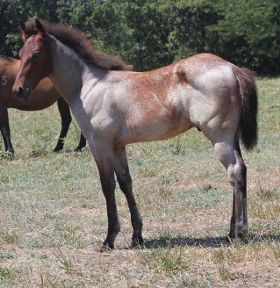 1&nbsp;year old&nbsp;Stallion