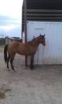 3&nbsp;year old&nbsp;Stallion