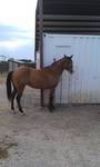 3&nbsp;year old&nbsp;Stallion