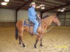 3&nbsp;year old&nbsp;Stallion