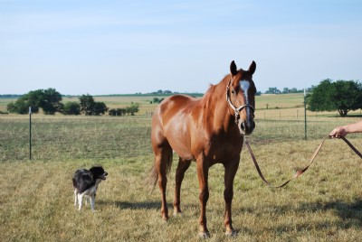 10&nbsp;year old&nbsp;Gelding