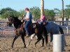 17&nbsp;year old&nbsp;Gelding