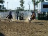 17&nbsp;year old&nbsp;Gelding