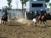 17&nbsp;year old&nbsp;Gelding