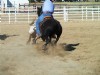 17&nbsp;year old&nbsp;Gelding