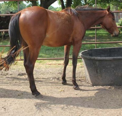 2&nbsp;year old&nbsp;Stallion