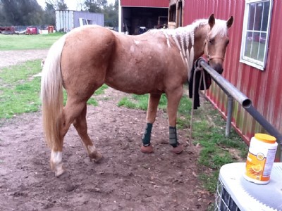 3&nbsp;year old&nbsp;Mare